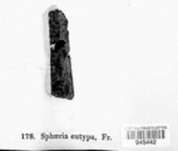 Sphaeria eutypa image